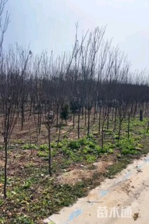 2公分紫叶李