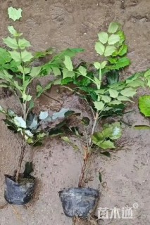 高度30厘米阔叶十大功劳小苗