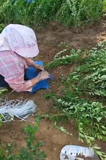 高度25厘米金叶水蜡