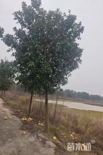 20公分柚子树