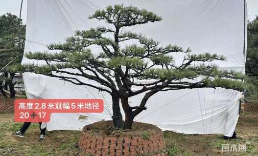 12公分造型黑松