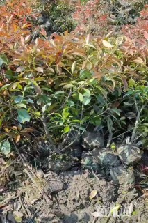 1公分红叶石楠
