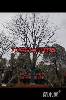70公分香樟