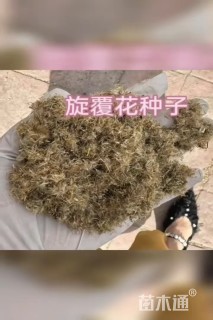 旋覆花种子