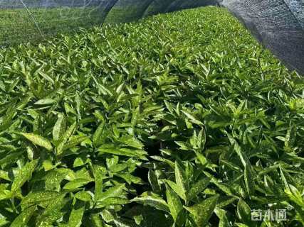 高度30厘米花叶珊瑚
