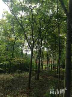 15公分黄山栾树