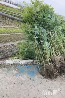 毛球慈孝竹