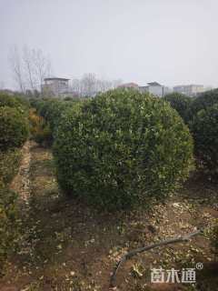 冠幅150厘米大叶黄杨球