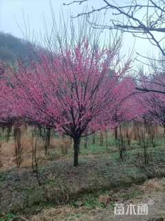 20公分骨里红梅