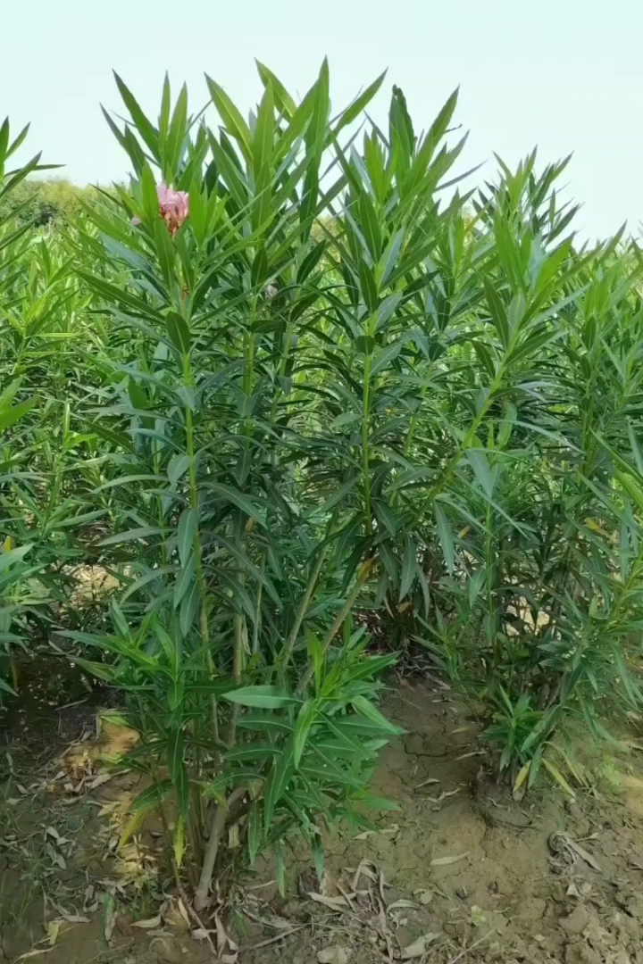 高度120厘米红花夹竹桃