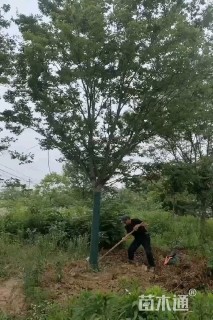 15公分榉树