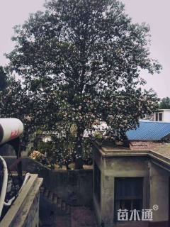 65公分楸树