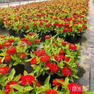 高度15厘米百日草