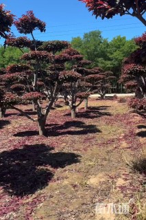 10公分造型红叶李