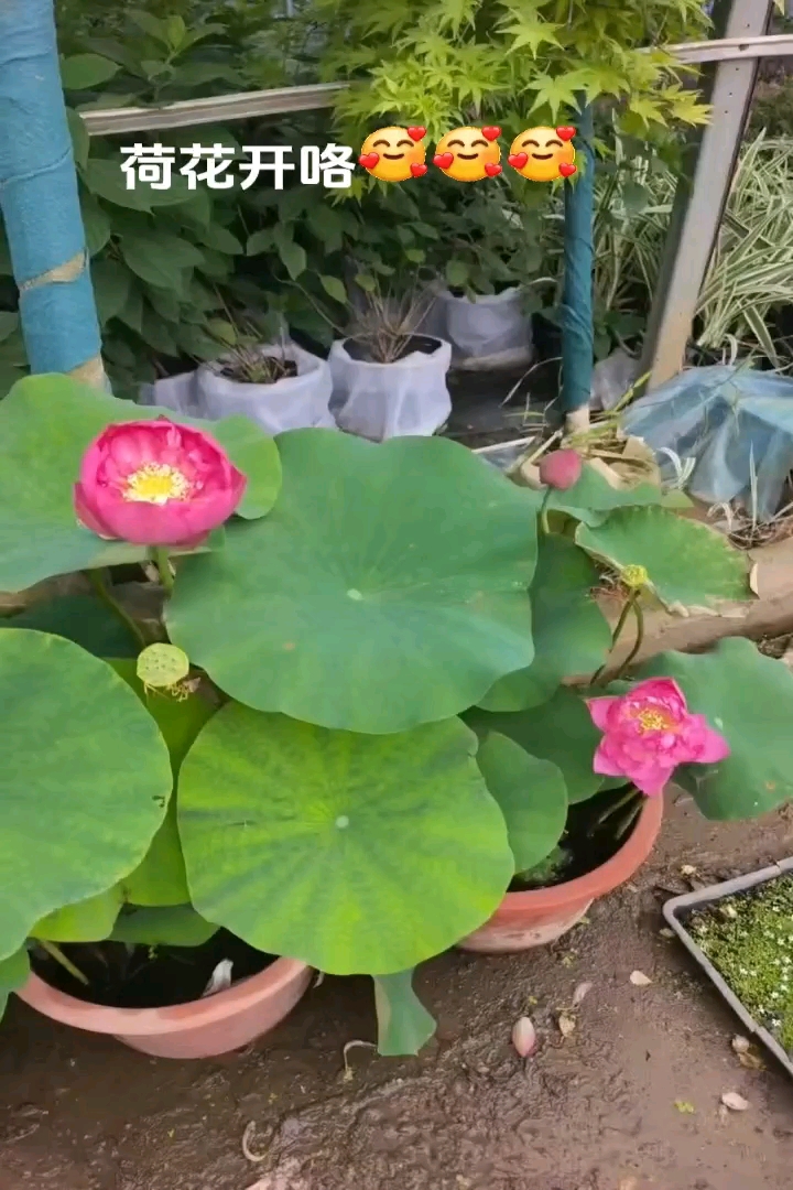 高度35厘米荷花