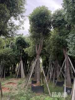 25公分香樟