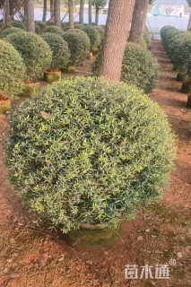 4公分油橄榄