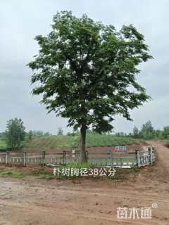 35公分朴树
