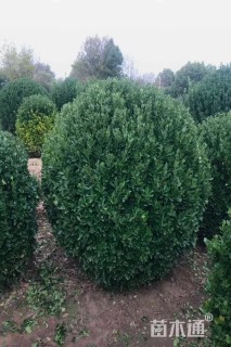 冠幅180厘米大叶黄杨球