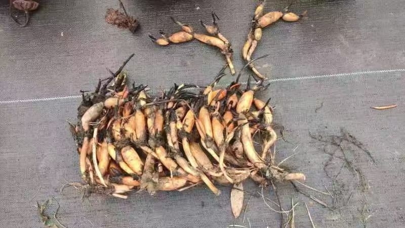 高度10厘米荷花