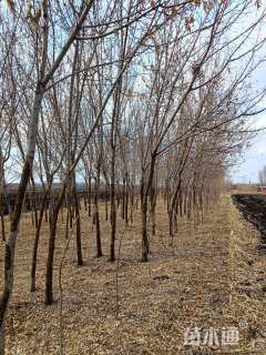 糖棋树10个左右粗站树卖30元