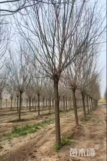 14公分槐树