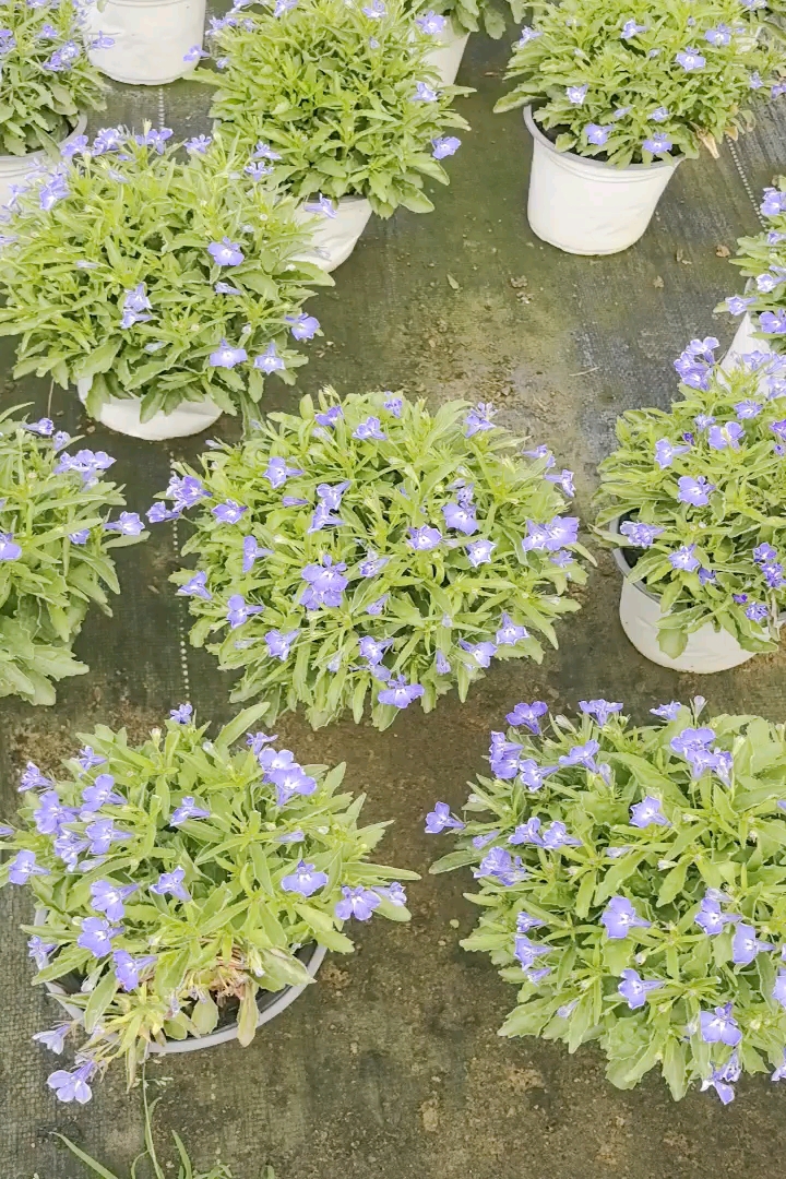 高度25厘米半边莲