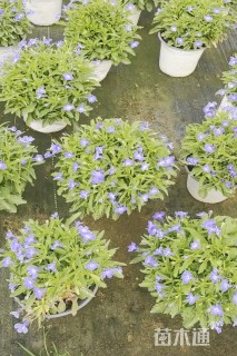 高度25厘米半边莲