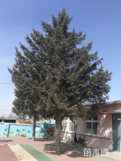 高度1000厘米白扦云杉