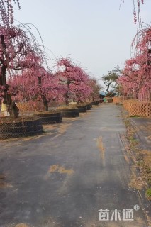 高度250厘米红花继木