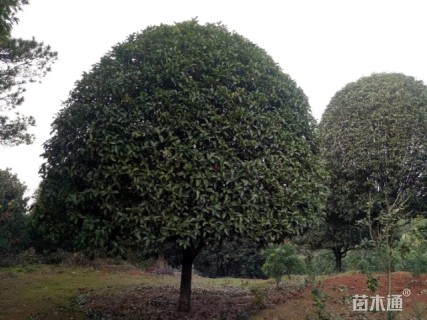25公分桂花