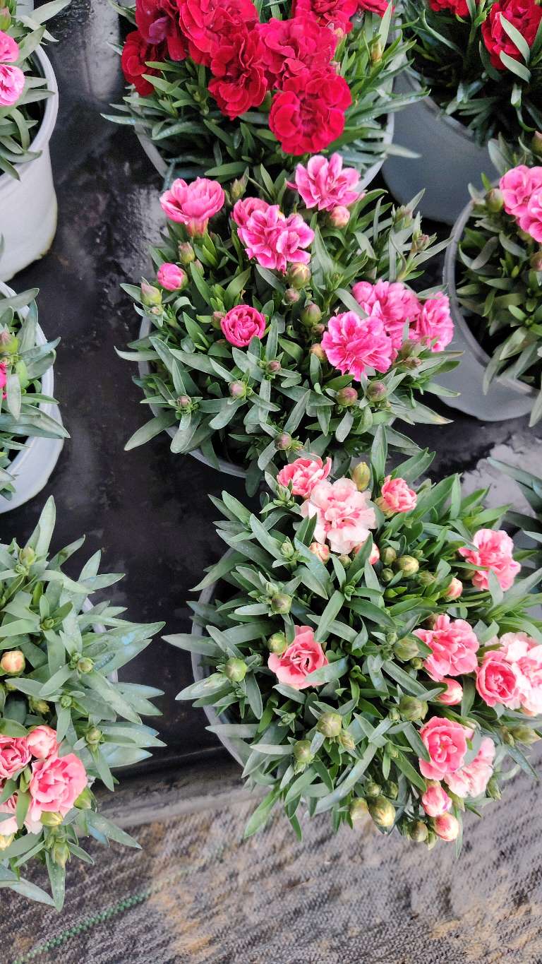 高度15厘米康乃馨