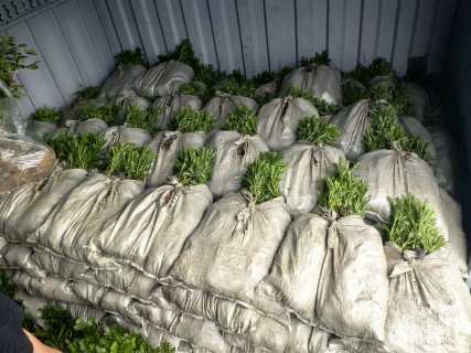 高度20厘米黄金菊