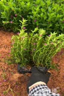 高度20厘米满天星