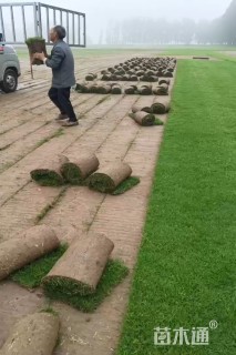 草卷状草皮