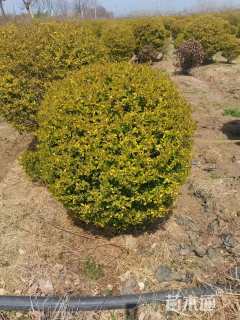 冠幅150厘米金冠女贞球