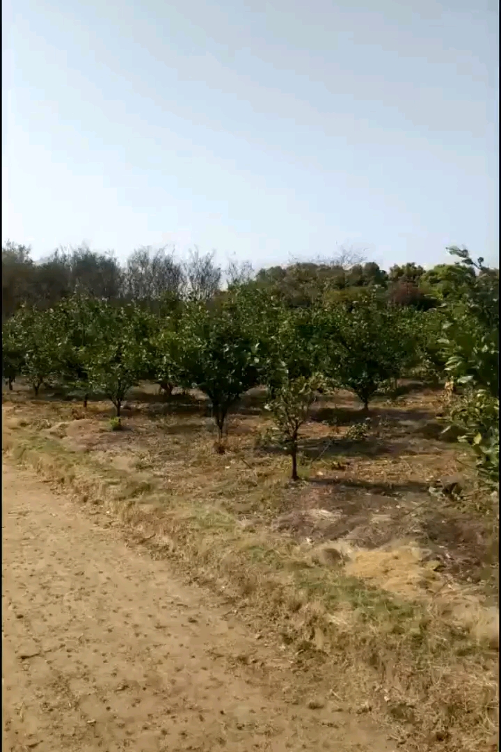 高度150厘米赣南脐橙