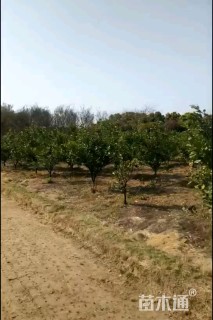 高度150厘米赣南脐橙