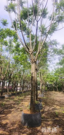 15公分蓝花楹