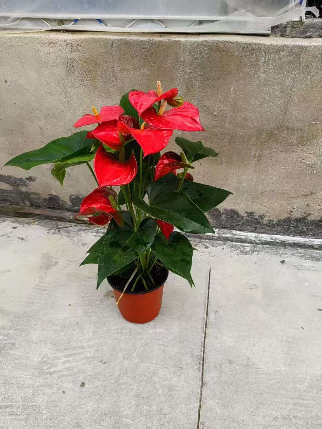 高度30厘米红掌
