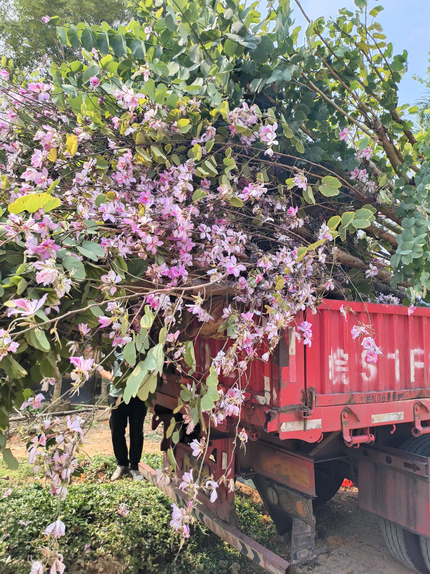 10公分洋紫荆