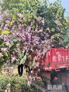 10公分洋紫荆
