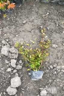 高度30厘米大花六道木