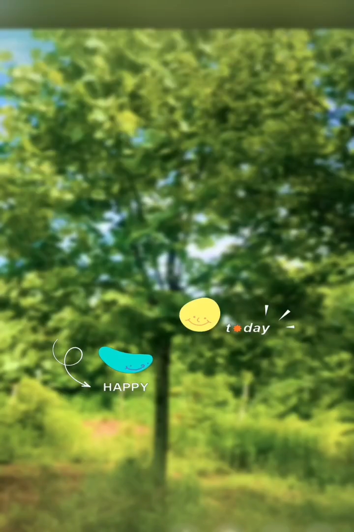 11公分法桐