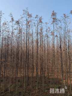 高度50厘米水生鸢尾