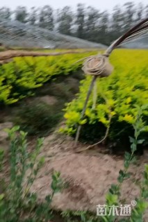 高度50厘米金森女贞