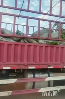 高度25厘米小叶黄杨