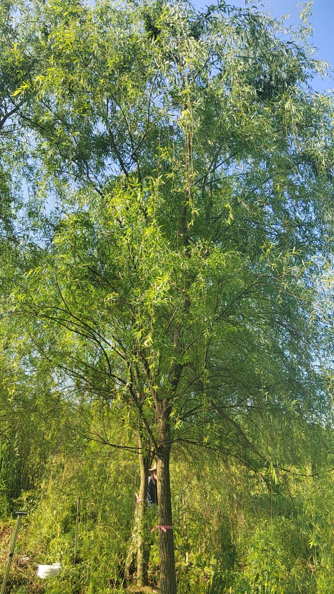 12公分青皮垂柳
