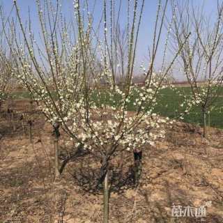 9公分绿萼梅