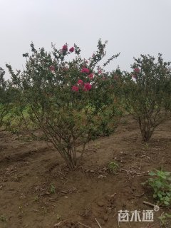 10公分紫薇